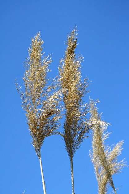 Canne erba contro il cielo blu