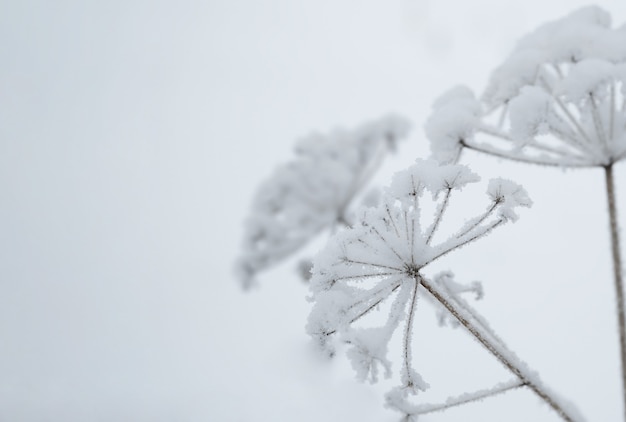 Canne innevate contro il cielo blu.