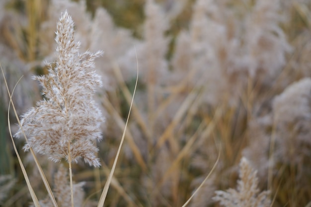 Canne secche al lago, canne, canne. Canne dorate al sole in autunno. Sfondo naturale astratto.