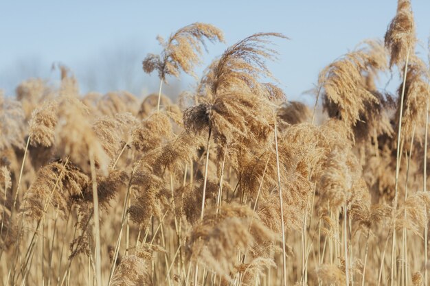 Canne secche dorate nella giornata di sole