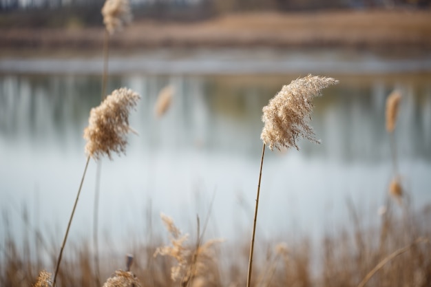 Canne secche marroni sullo sfondo del lago. L'inizio della primavera