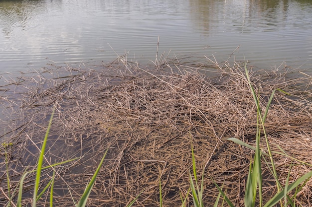 Canne secche nell'acqua del lago