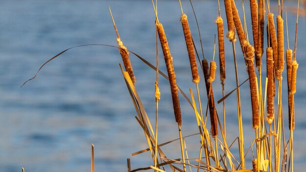 Canne secche sul fiume, fiume in autunno