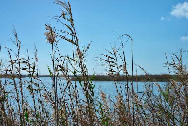 Canne sul lago con cielo blu chiaro