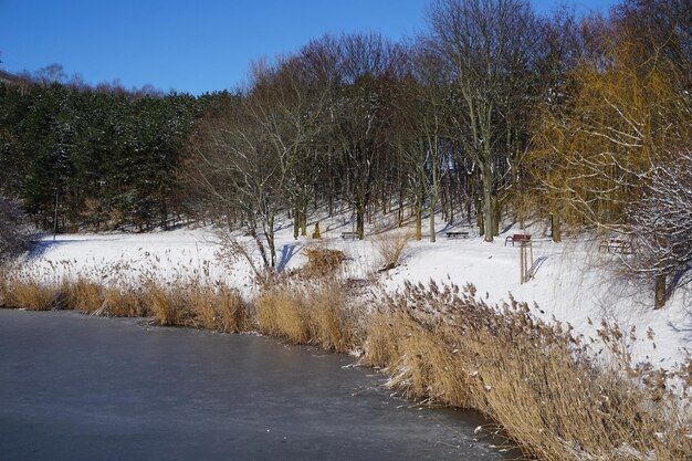 Canne sulla riva del lago nel parco cittadino invernale