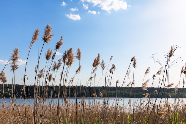 Canne sulla sponda del fiume Bobrirsa in primavera