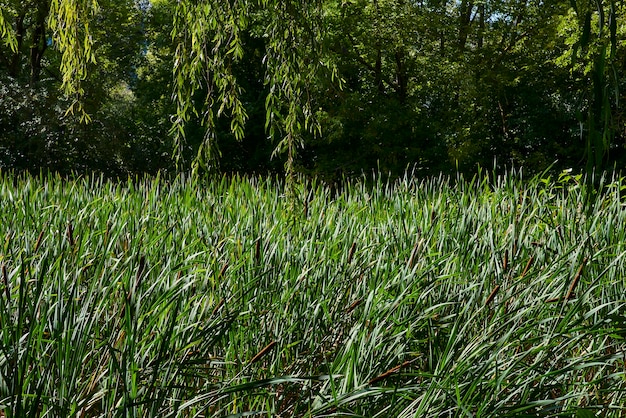 Canne verdi sulla riva del lago vicino