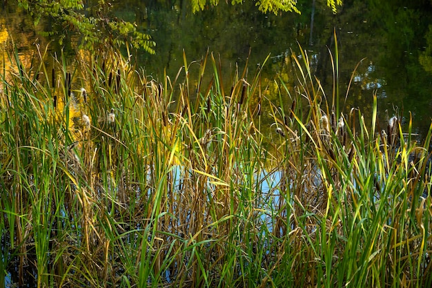 Canne vicino allo stagno alla luce del sole