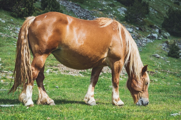 Cannella cavallo al pascolo in montagna