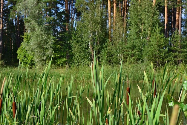 canneto sul bordo del lago con pineta sullo sfondo