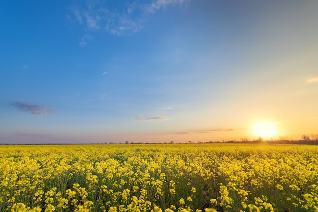 Canola campo tramonto colorato luminoso