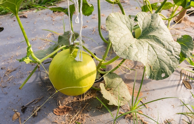 Cantalupo in fattoria e luce della sera