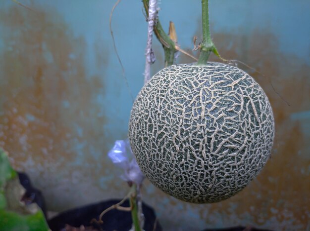 Cantalupo su una pianta in una serra