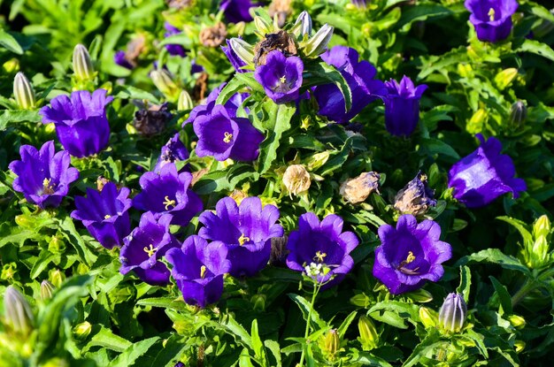 Canterburybells Campanula media L