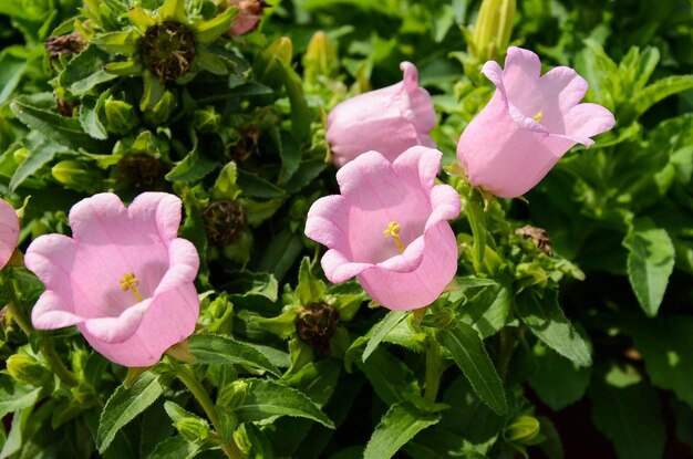 Canterburybells Campanula media L