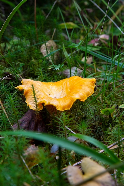 Cantharellus cibarius chanterelle Nella foresta tra il muschio. Un fungo commestibile che non contiene mai vermi.