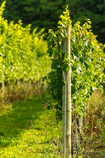 Cantine XASerra Catarinense Brasile Vini d'altitudine