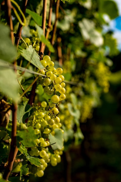 Cantine XASerra Catarinense Brasile Vini d'altitudine