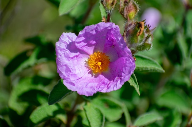 Canuto RockRose Cistus creticus