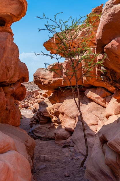 Canyon colorato nella penisola del Sinai, bellissime pietre calcaree curve, piante tra le pietre