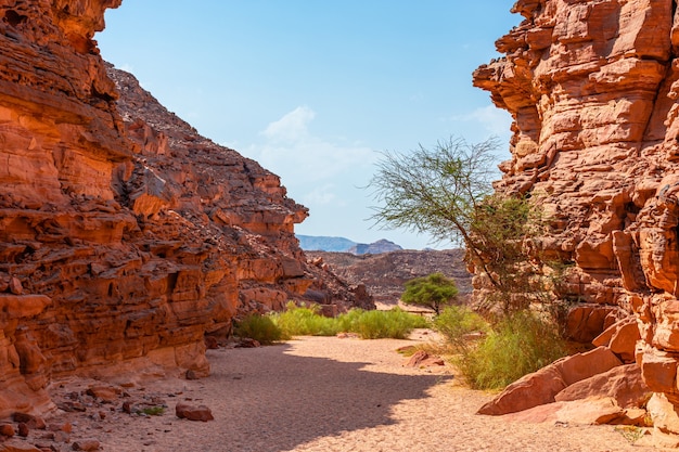 Canyon colorato nella penisola del Sinai, bellissime pietre calcaree curve, piante tra le pietre