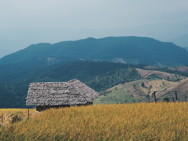 capanna del paesaggio nel campo di riso