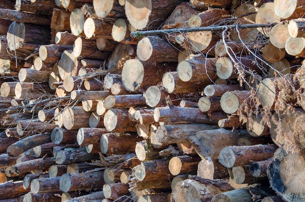 Capanna di legno piegata con struttura di registrazione di uno sfondo ad albero di alberi