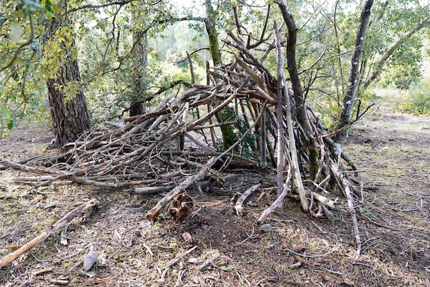 Capanna di ramo di legno nella foresta di boschi