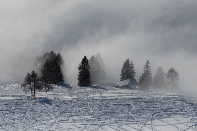 Capanna e alberi nella nebbia