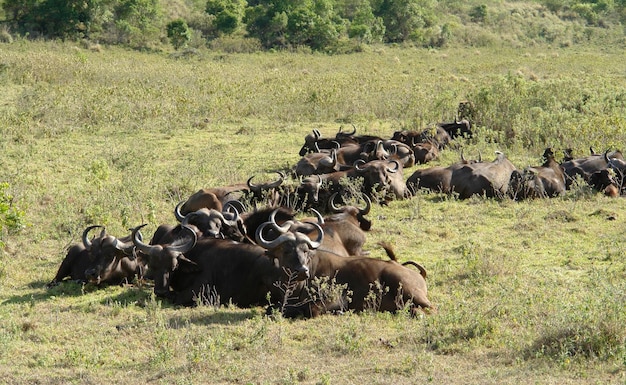 Cape Buffalos in riposo