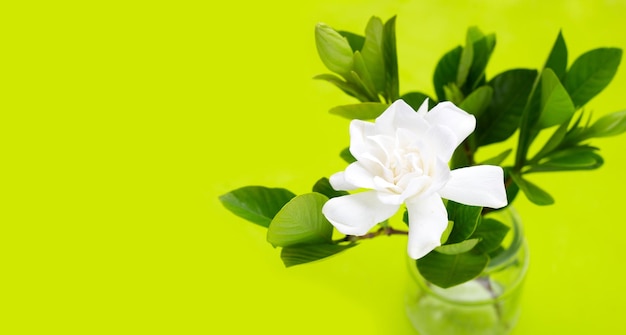 Cape jasmine o gareden gardenia gerdenia o bunga cina flower