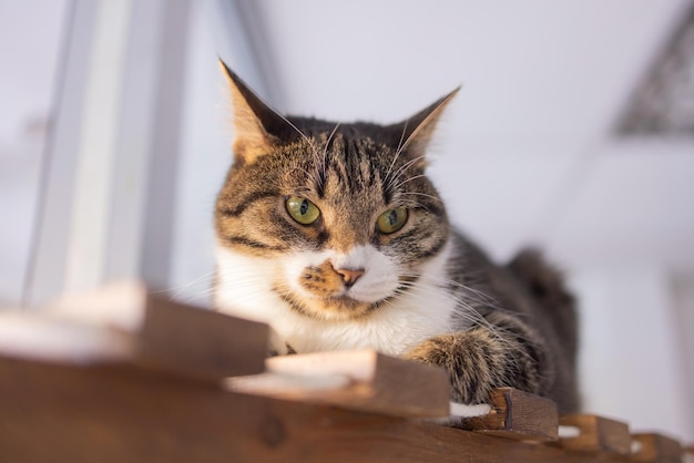 Capelli corti britannici Gatto sfumato argento sdraiato pigro nell'amaca