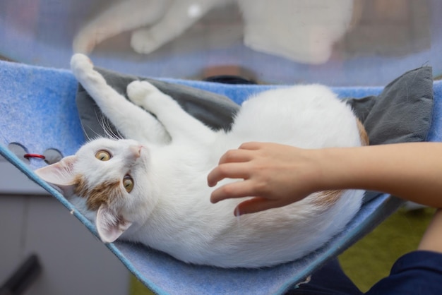 Capelli corti britannici Gatto sfumato argento sdraiato pigro nell'amaca