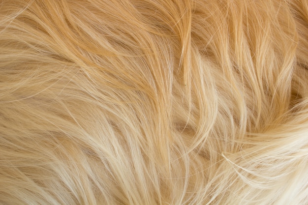 Capelli del tessuto del cane. Chiudere.