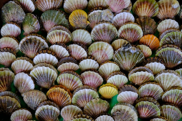 capesante sovrapposte nel mercato. conchiglie di mare nel mercato del pesce.