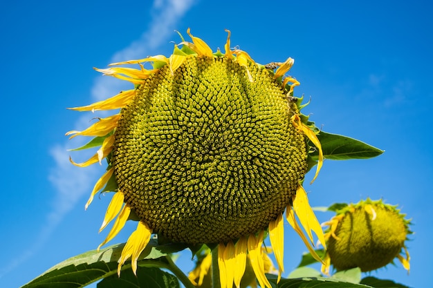 Capi di girasoli in campo durante la maturazione