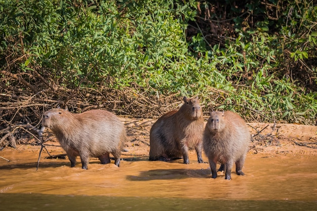 Capibara in natura