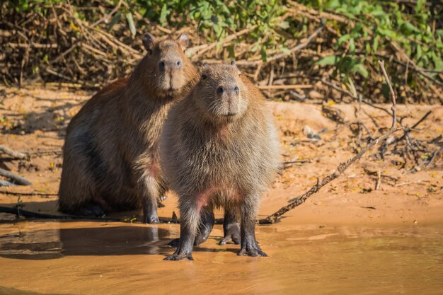 Capibara in natura