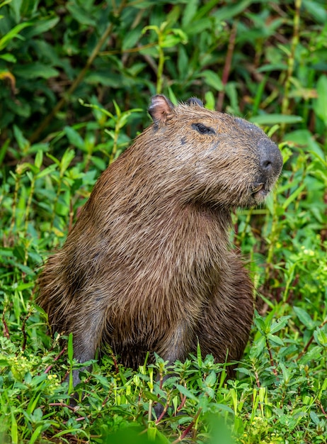 Capibara vicino al fiume nell'erba