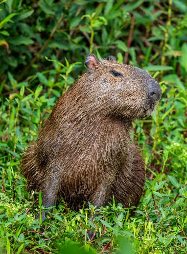 Capibara vicino al fiume nell'erba