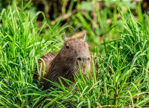 Capibara vicino al fiume nell'erba