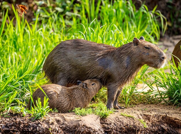 Capibara vicino al fiume nell'erba