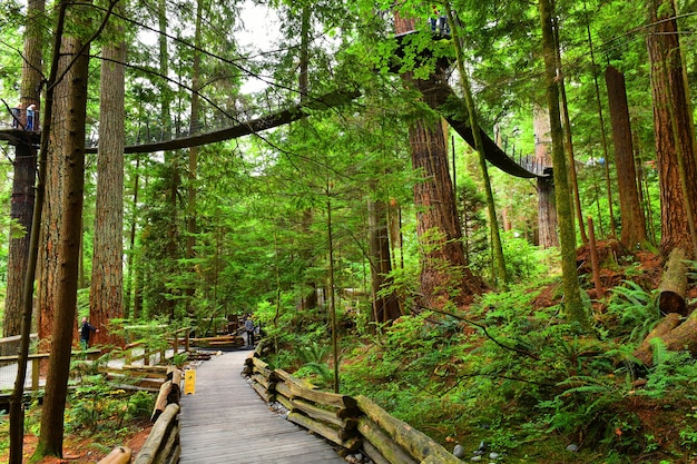 capilano tree top ponte sospeso a vancouver canada