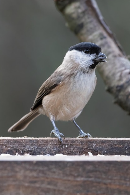 Capinera (Sylvia atricapilla) alla ricerca di cibo su un vassoio di semi di legno