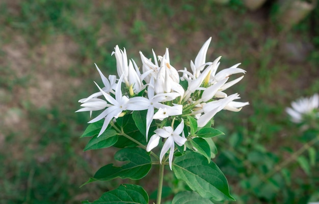 Capo bianco Fiori di gelsomino nel parco o in giardino Foglie verdi tropicali sullo sfondo della natura Focus selettivo del bianco Sampaguita Jasmine o Arabian Jasmine