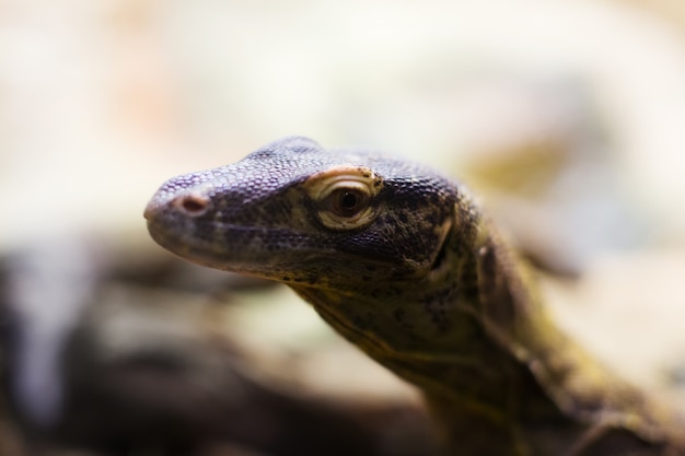 Capo del drago di Komodo