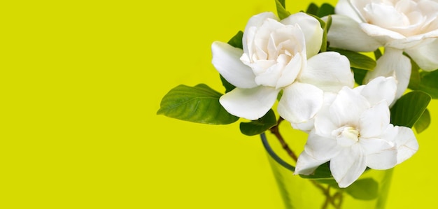 Capo di gelsomino o giardino gardenia gerdenia fiore