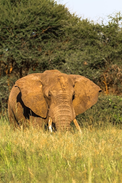 Capo enorme. Elefante rosso del Tarangire. Tanzania, Africa