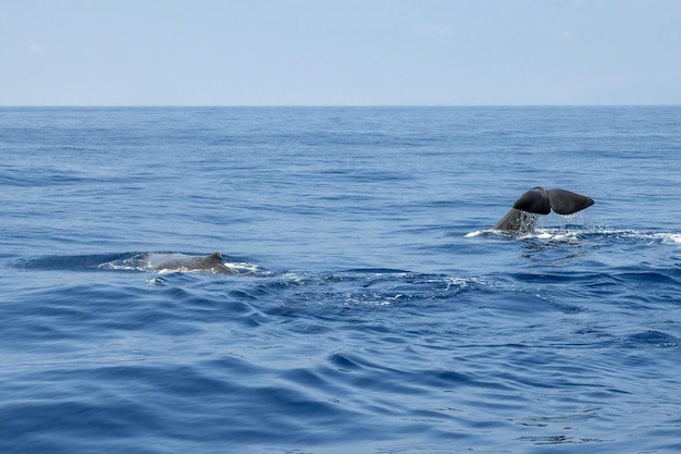 Capodoglio sulla superficie del mare