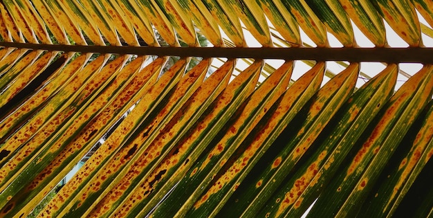 Capolavoro della natura Un'immagine stimolante che illumina la ricchezza e la consistenza di un S